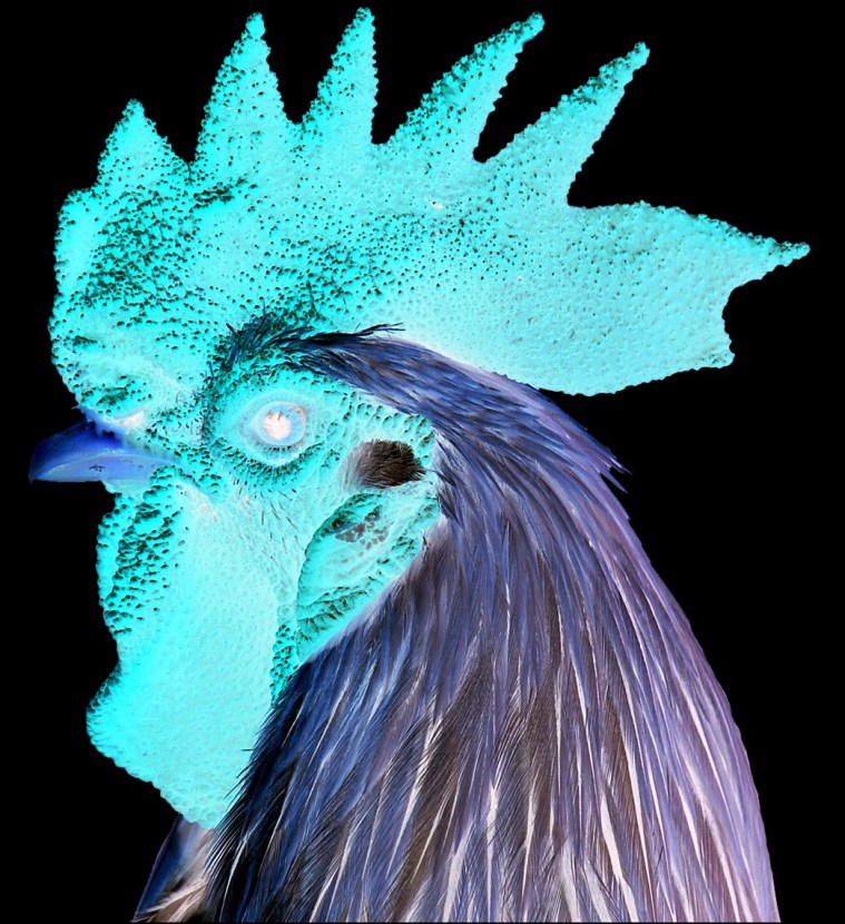 COMBFORAFTERIMAGE  פרופיל פוטנציאלי לסמיילי או.. להרגיש את התרנגולת